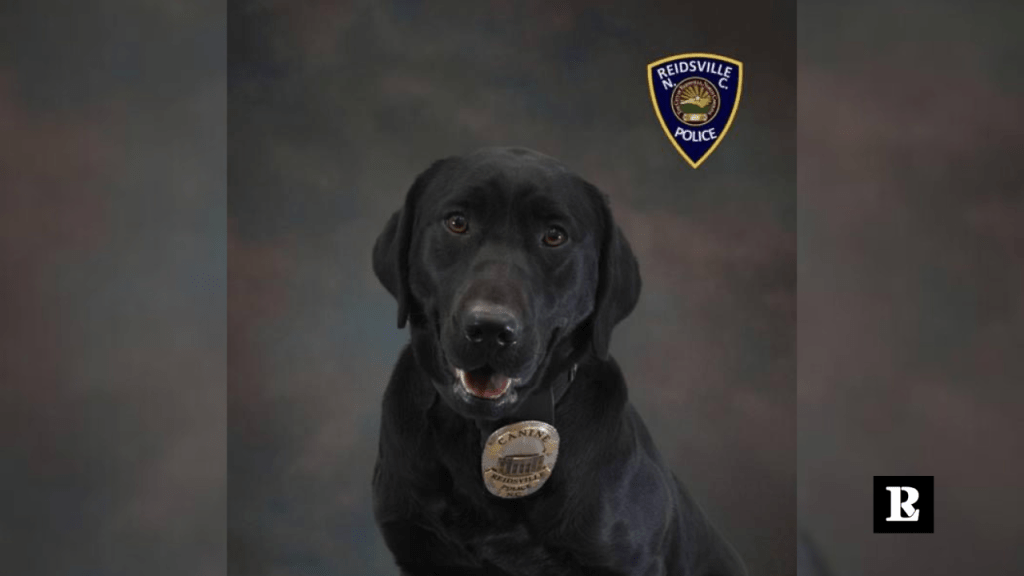 K9 Holly to receive protective vest from charity&nbsp;organization