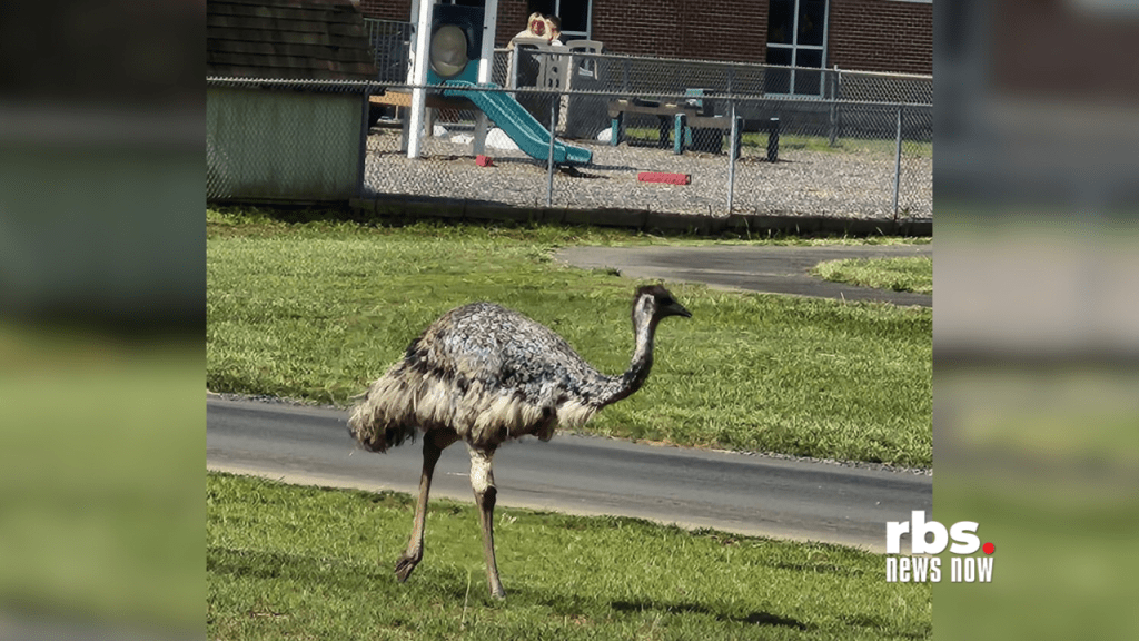 Runaway emu takes recess at elementary school, strolls track before&nbsp;capture