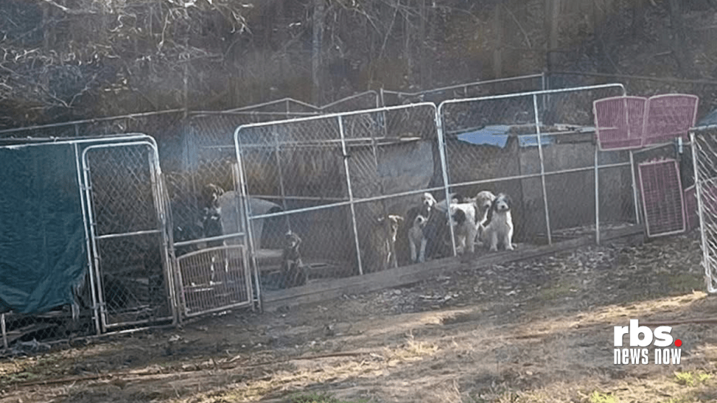 Over 100 dogs removed from ‘extremely hazardous’ conditions in Henry&nbsp;County