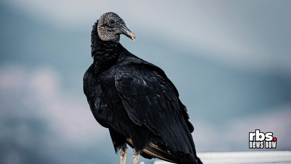 Vultures found dead; Local and state agencies&nbsp;investigating