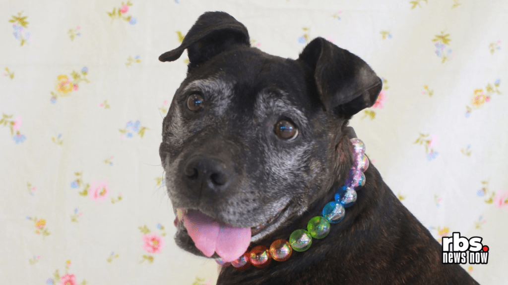 Euthanasia of Dog Sparks Dispute Between Virginia Animal&nbsp;Shelters